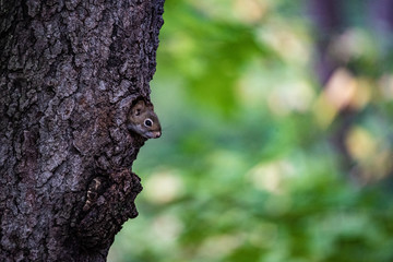 Squirrel in a hole