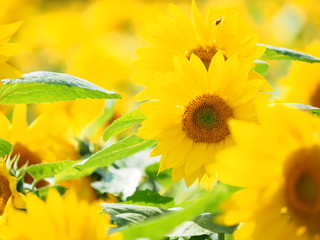 北海道の風景 秋咲きひまわり畑 パレットの丘