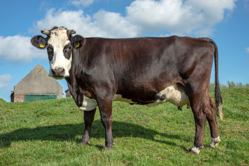Naklejka na ściany i meble Black Blister head cow with horns, cattle breed known as: blisterhead aka blaarkop, fleckvieh, on a dyke with grass in the Neterlands.