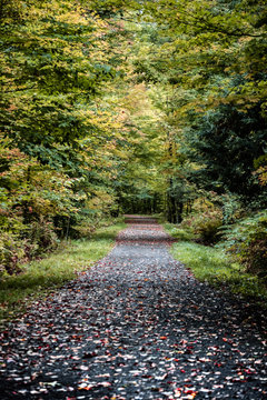 Path through the autumn forest