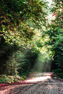 Sun rays on the road through the forest
