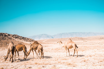 Kamele in Wüste