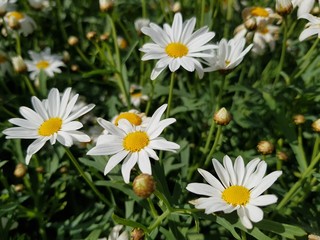 Obraz premium field of daisies