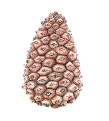 watercolor pine cone isolated illustration