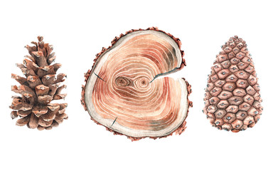 Cones and sawn pine trees set of watercolor illustrations for poster and design