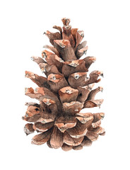 watercolor pine cone isolated illustration