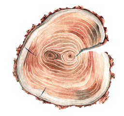 Sawn pine isolated watercolor illustration