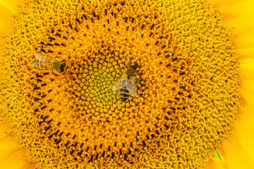 A bee on a sunflower with dust and pollon