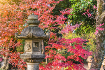 Stone Kasuga lantern under a red maple momiji in the garden of Rikugien in Tokyo in autumn.