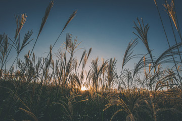 奈良県　曽爾高原のススキと秋の夕景