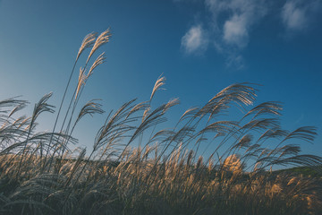 奈良県　曽爾高原のススキと秋の夕景