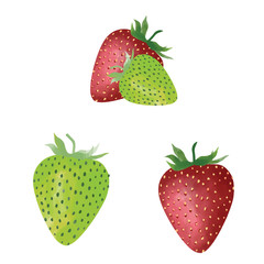 red and green strawberry fruit watercolor style