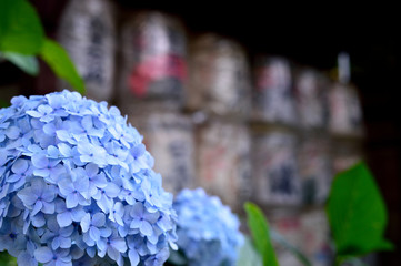 東京都渋谷区代々木にある神社の並んだ酒樽を眺める紫陽花
