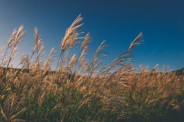 奈良県　曽爾高原のススキと秋の夕景