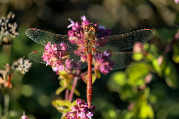 Libellule sur fleur rose