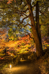 Autumn night lightup of the maple forest of the Rikugien Garden of Tokyo.
