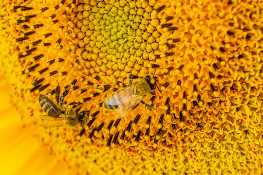 A bee on a sunflower with dust and pollon
