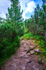 Inside of the forest in Retezat Mountains, Romania