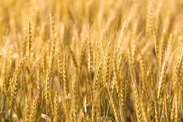 Fototapeta premium 麦畑