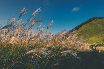 奈良県　曽爾高原のススキと秋の夕景