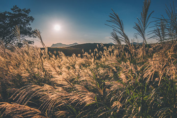 奈良県　曽爾高原のススキと秋の夕景
