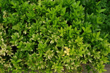 Obraz premium beautiful grass with different shades of green