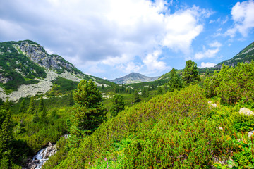 Fototapeta na wymiar Inside of the forest in Retezat Mountains, Romania