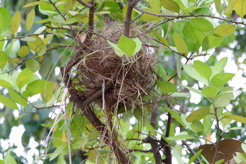 Bird's nest at the branches of the tree