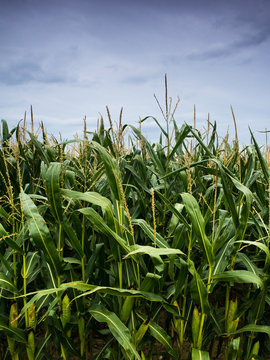 A field of corn waiting to be harvested under a dramatic cloudy sky.