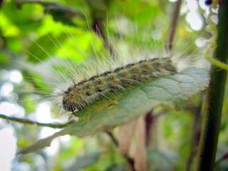 Closeup of pest plants with hairs on a green leaf in field. Agricultural pests.Fluffy worm on leaf of tree in summer.