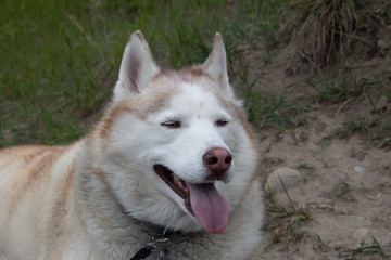 portrait of siberian husky