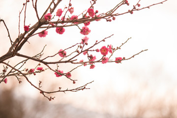 華やかな紅梅