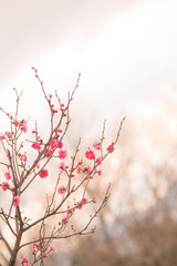 華やかな紅梅