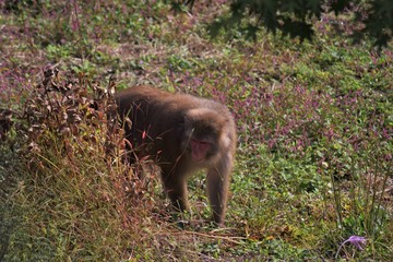 野生のニホンザル