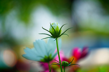 close up cosmos flower in garden of green background