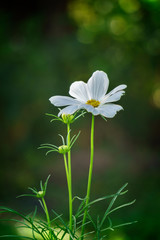 white cosmos flower in garden of green background