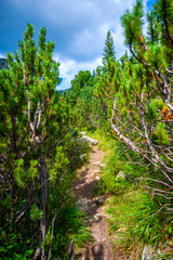 Inside of the forest in Retezat Mountains, Romania