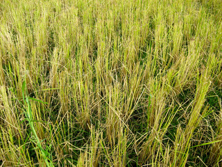 Fototapeta premium Rice straw at the paddy rice field just after harvesting. Rice farm on harvesting season. Agricultural concept.