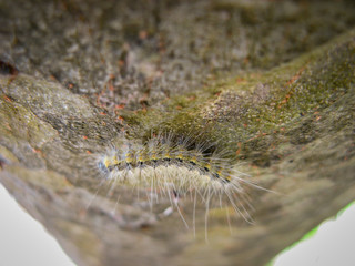 Macro shot face  fluffy worm. Pest plants with hairs on a green leaf with blurred background. Agricultural pests.