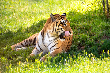 Portrait of tiger on lying on the grass