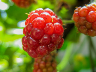 Wild organic unripe blackberries . unripe blackberries grows on the bush in summer. closeup of wild blackberry branch in forest. Berry background. Blurred background.