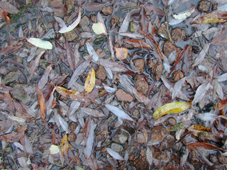 Yellow willow leaves on the water. Concept autumn background.