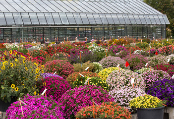 Chrysanthemums in nursery garden