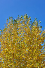 Autumn colourful tree on the background of blue sky.