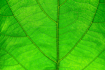 Naklejka na ściany i meble closeup of green leaf full background