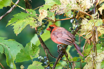 Male northern cardinal in autumn