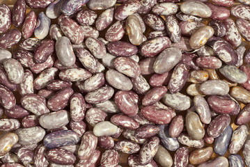 Texture of fresh young beans. Many beans close up. The concept of natural and environmentally friendly food.