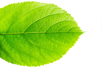 Obraz premium green leaf isolated on white background