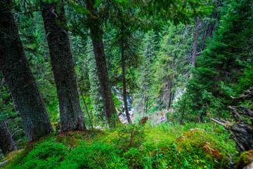 Inside of the forest in Retezat Mountains, Romania
