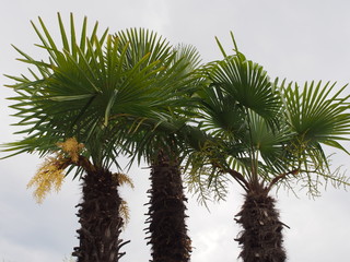 drei Palmen in Garda – norditalienische Gemeinde am Gardasee in der Provinz Verona am Westrand der Region Venetien 
